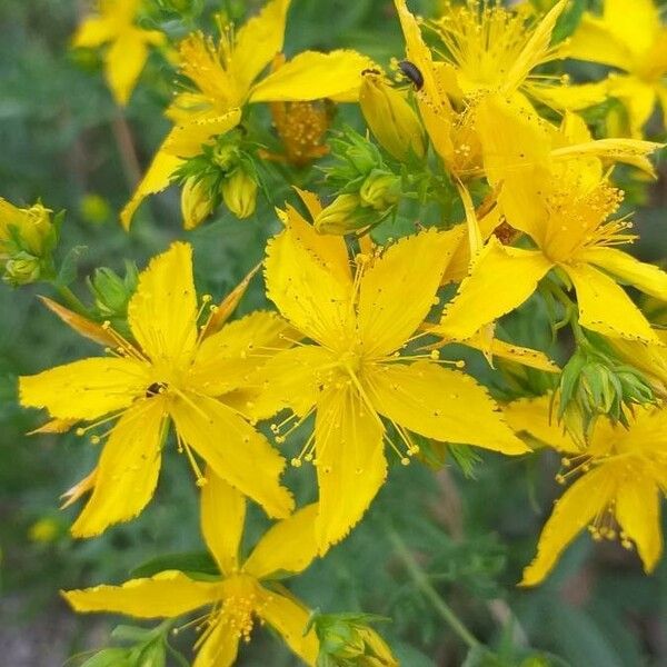 Hypericum perforatum Floare