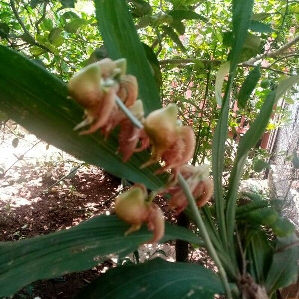 Catasetum maculatum Bloem