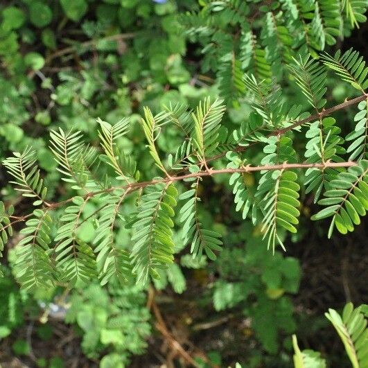 Caesalpinia decapetala ᱥᱟᱠᱟᱢ