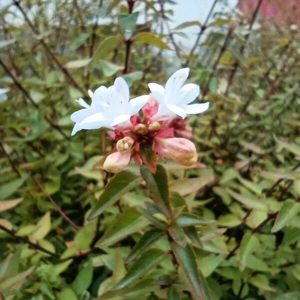 Abelia chinensis Kvet