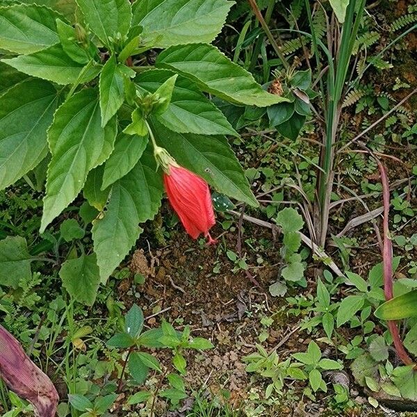 Malvaviscus arboreus Žiedas