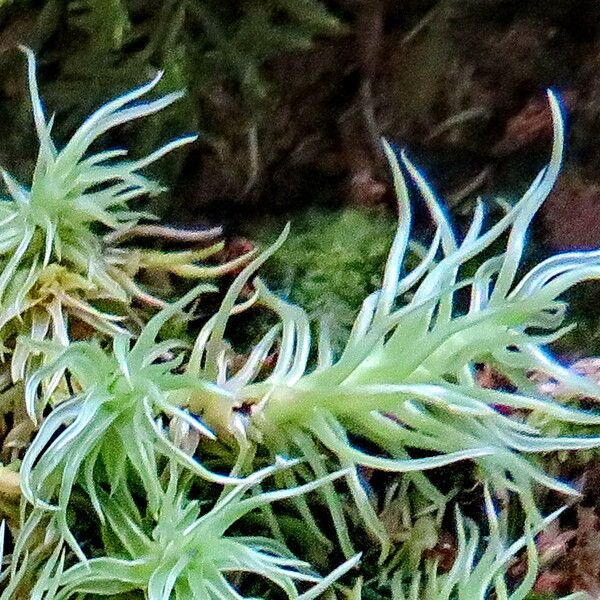 Tillandsia tricholepis Levél