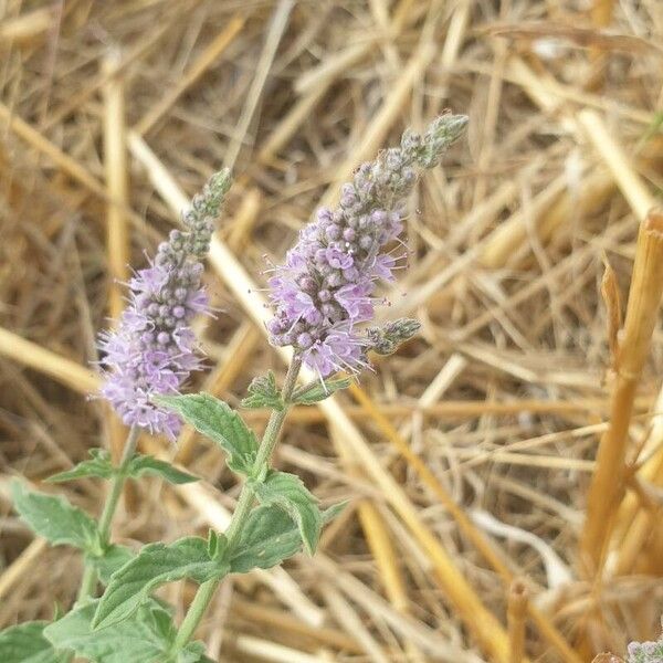 Mentha longifolia Cvet