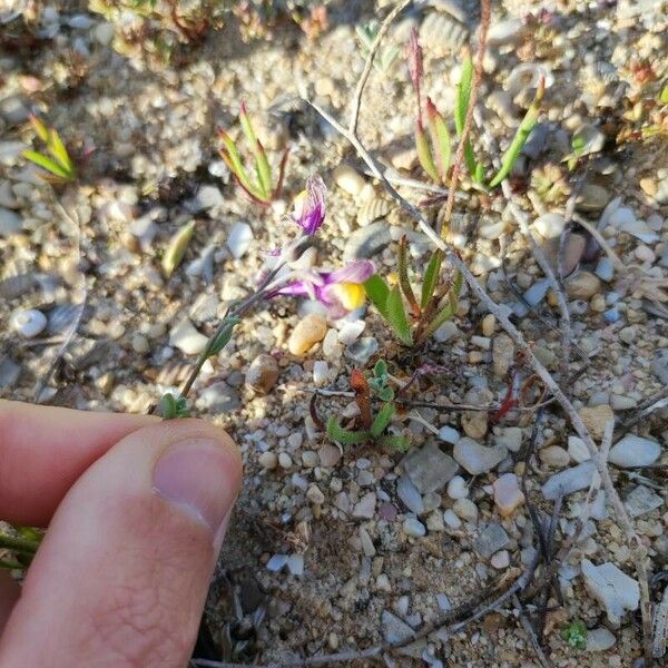 Linaria pedunculata പുഷ്പം