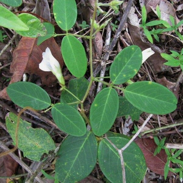 Clitoria falcata Leaf