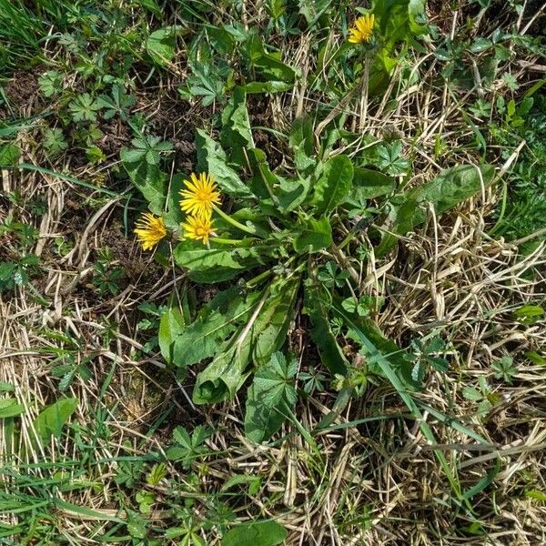 Taraxacum palustre Flors