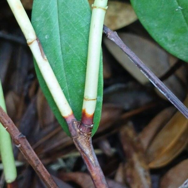 Hypericum calycinum Kabuk