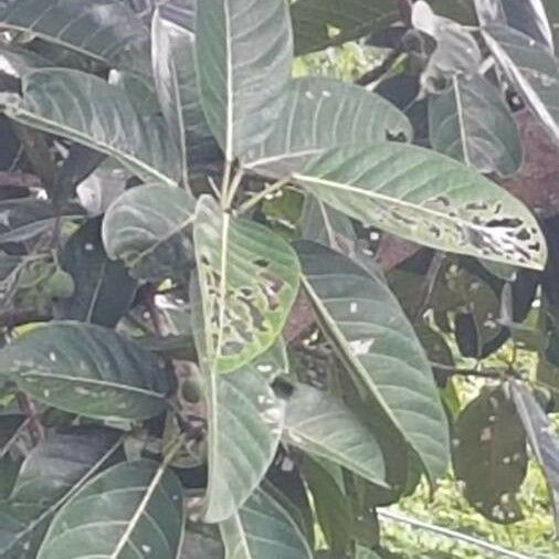 Ficus callosa Leaf