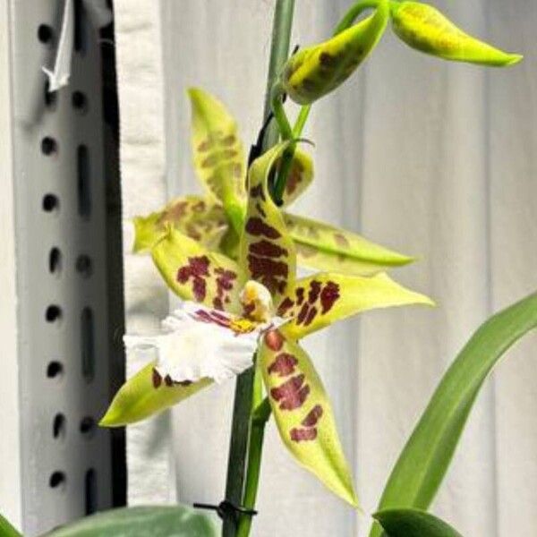 Brassia caudata Flower