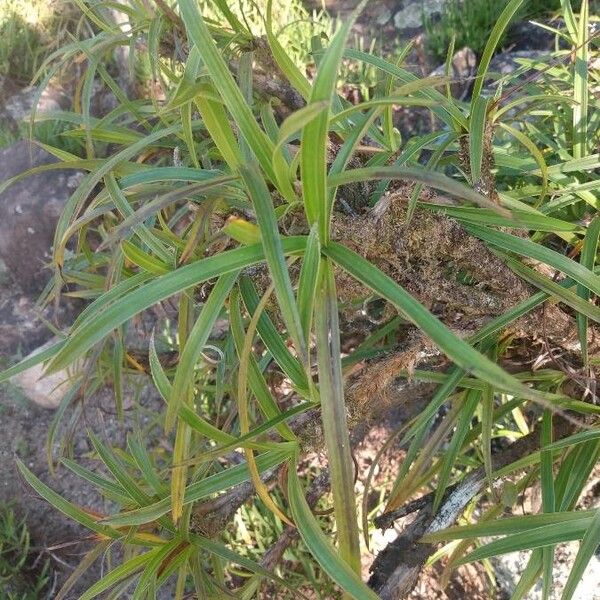 Vellozia candida