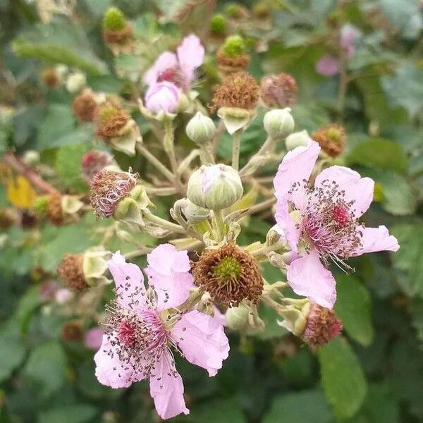 Rubus ulmifolius Květ