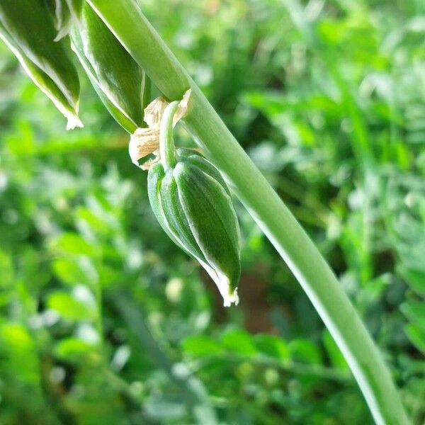 Ornithogalum nutans Frugt