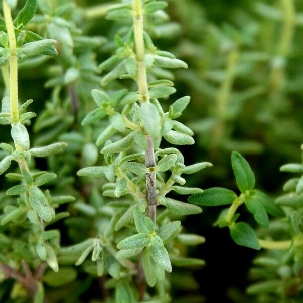 Thymus vulgaris Leaf