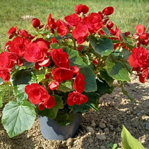 Begonia grandis Flower