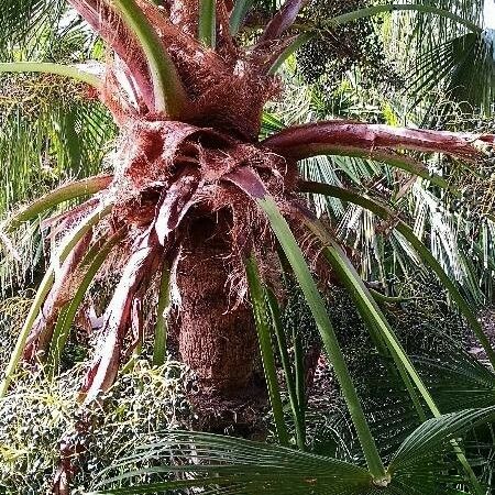 Livistona chinensis Habit