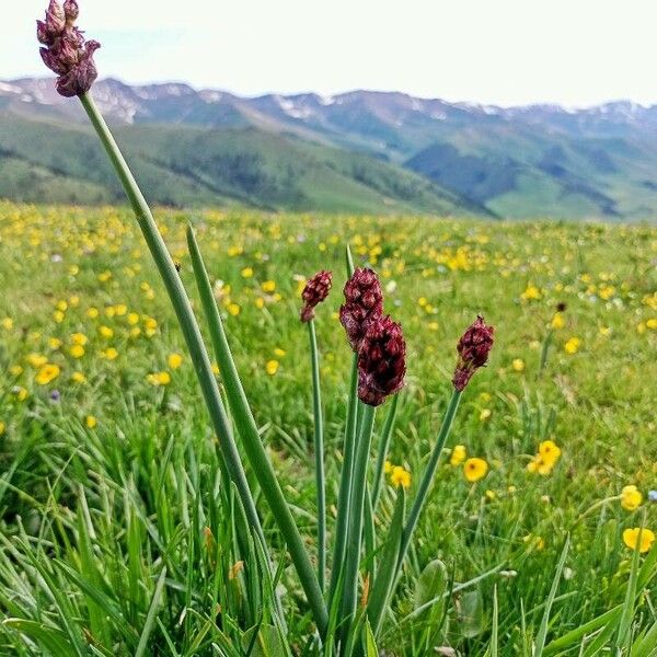 Allium atrosanguineum Blomma