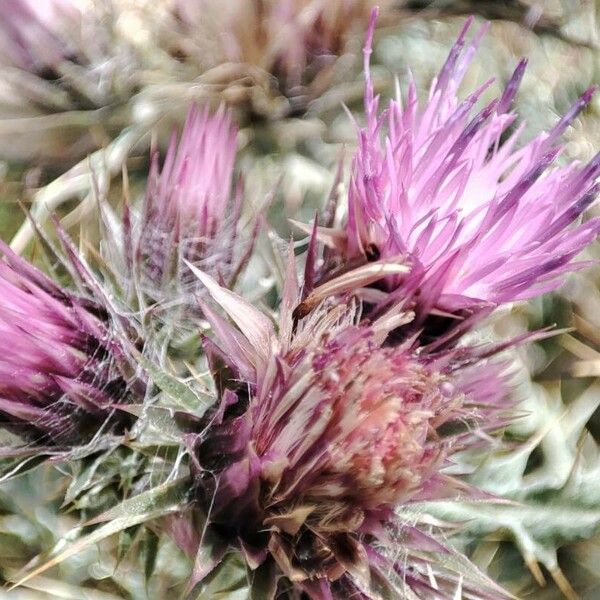 Carduus carlinoides Flower