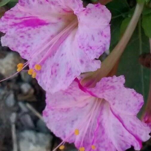 Mirabilis jalapa Kukka