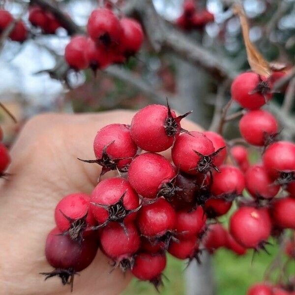 Crataegus persimilis Fruit