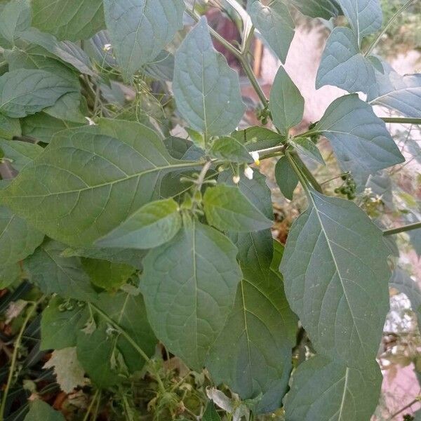 Solanum americanum Blad