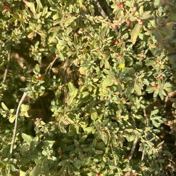 Atriplex semibaccata Fulla