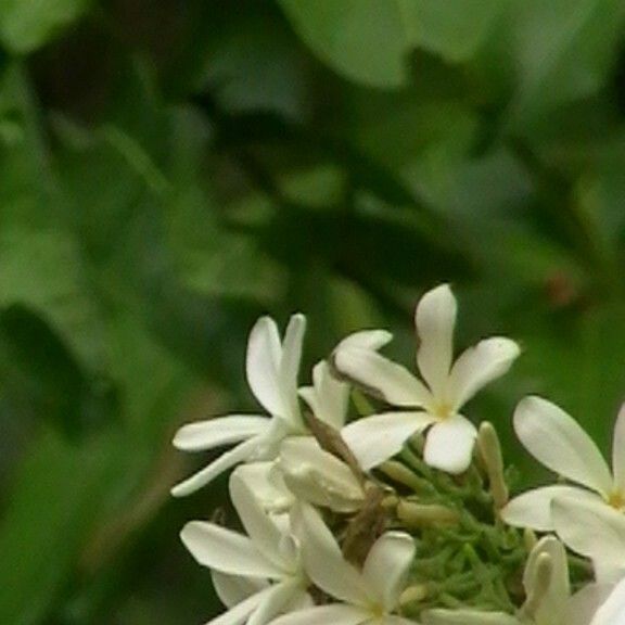 Saba senegalensis 花