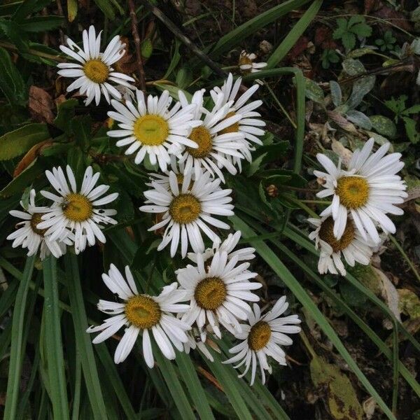 Symphyotrichum lanceolatum Λουλούδι