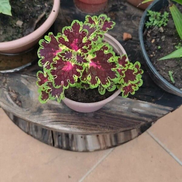 Coleus decurrens Цвят