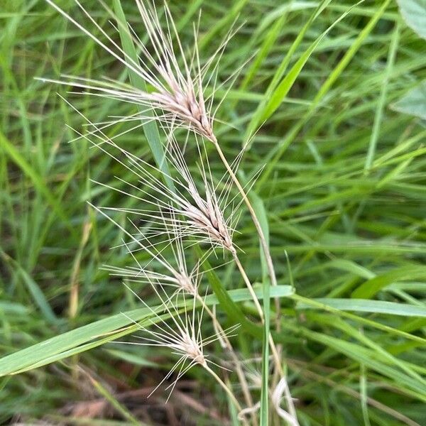 Hordeum murinum Fruto