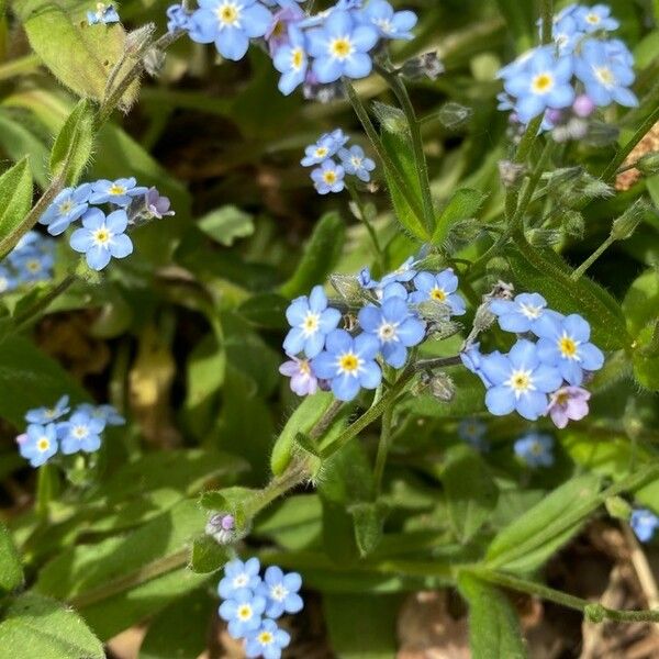 Myosotis sicula Φύλλο