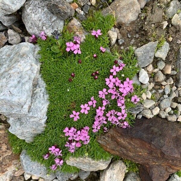 Silene acaulis ফুল