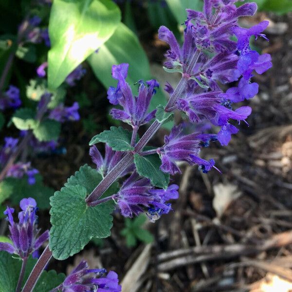 Nepeta racemosa Flors