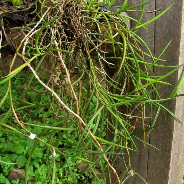 Afropectinariella subulata Buveinė