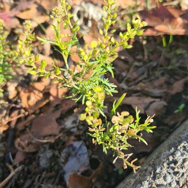 Lepidium bonariense Lapas