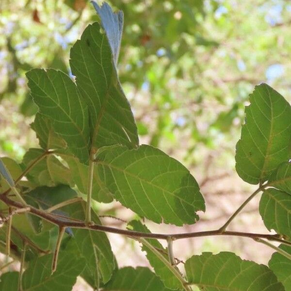 Allophylus rubifolius Leaf