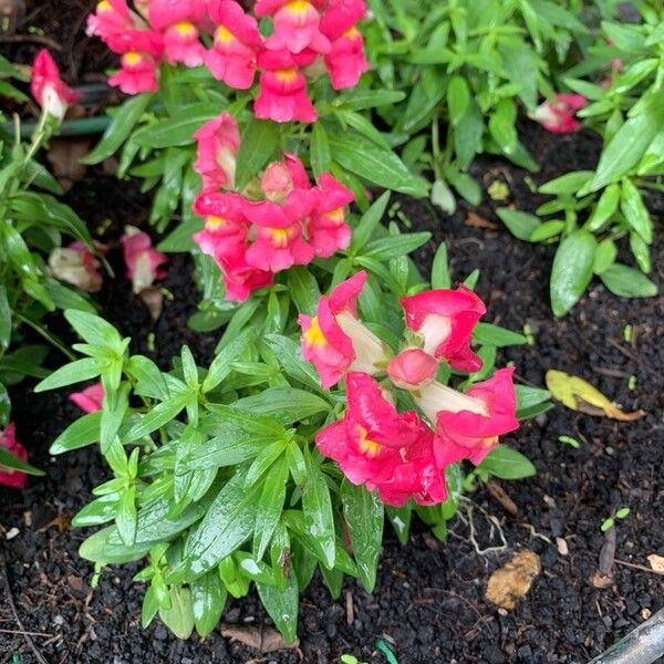 Antirrhinum australe Blomst