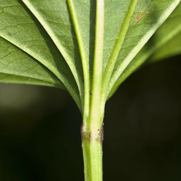 Aquarius cordifolius Folha