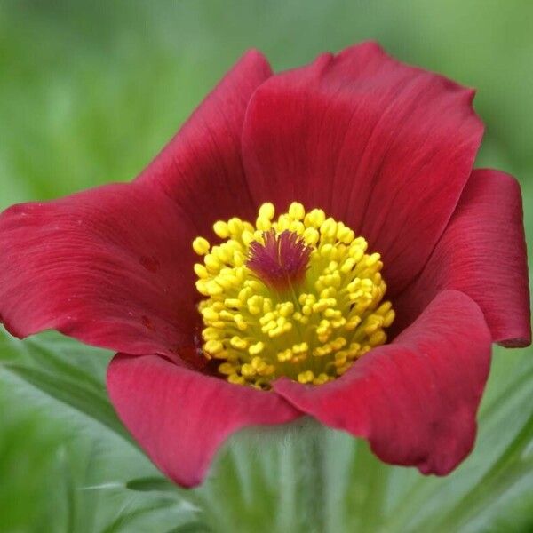 Anemone rubra फूल