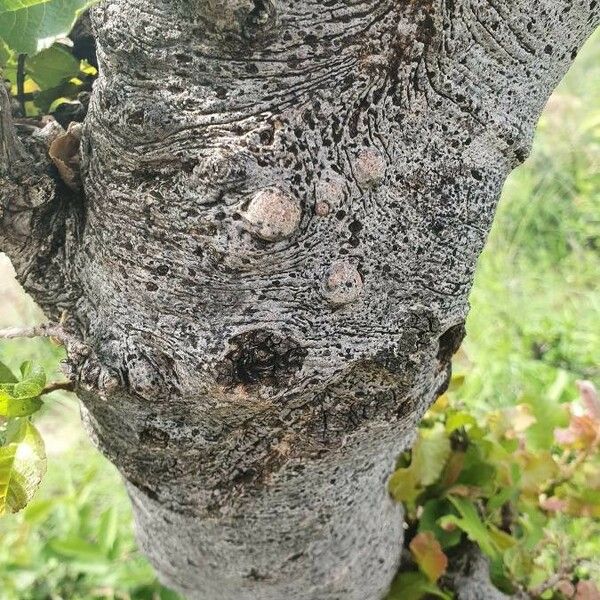 Pappea capensis Écorce