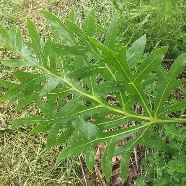 Silphium laciniatum Leaf