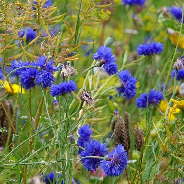 Centaurea cyanus Habitus