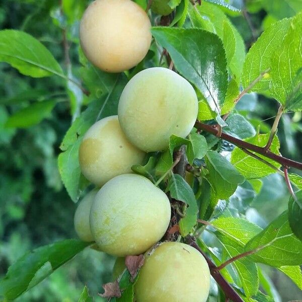 Prunus domestica Frucht