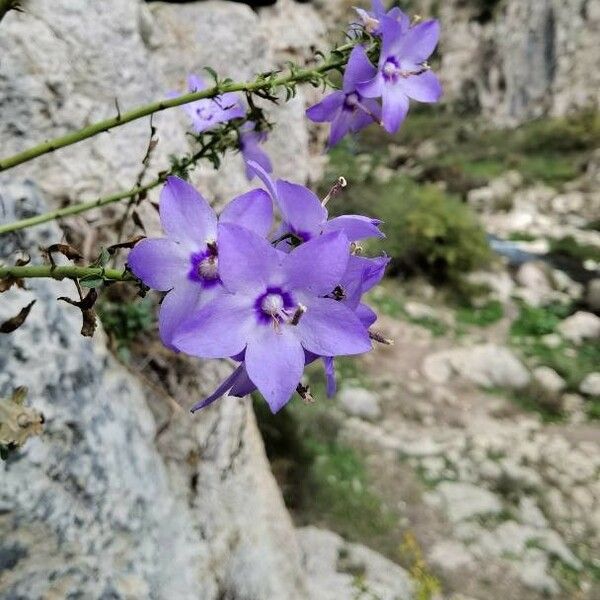 Campanula pyramidalis Blomst