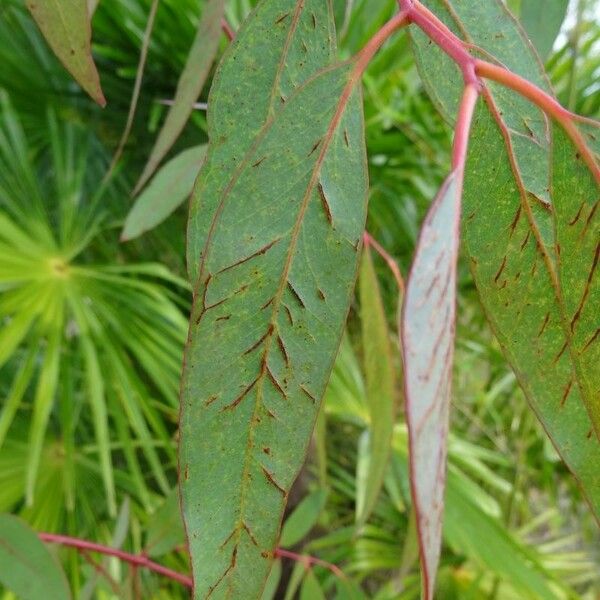 Eucalyptus viminalis Leht