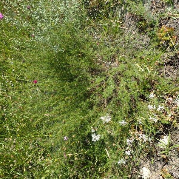 Artemisia campestris عادت