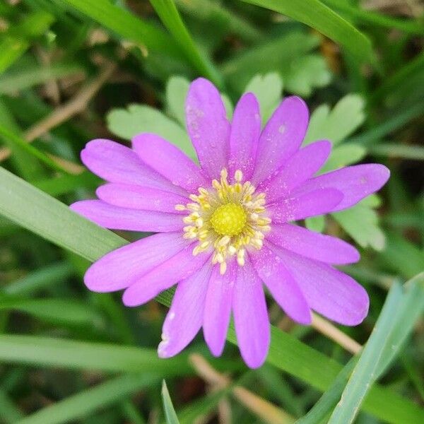 Anemone blanda Цвят