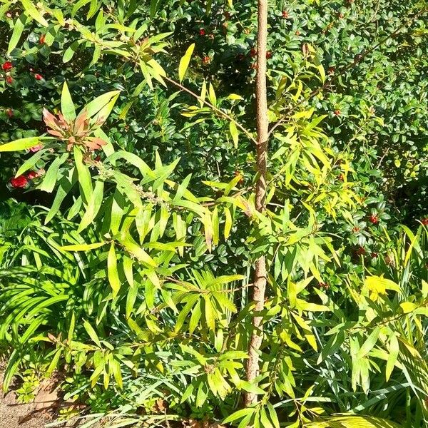 Hakea salicifolia Habit