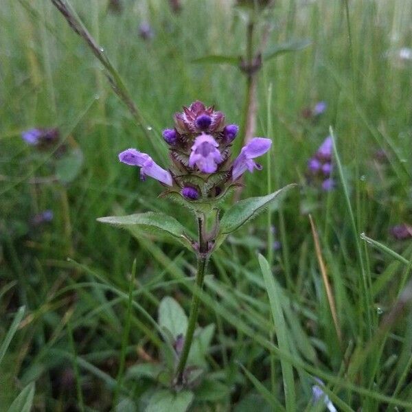 Prunella vulgaris 花