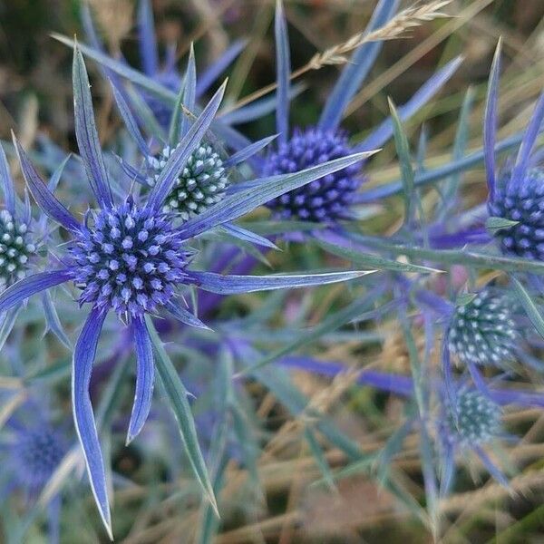 Eryngium amethystinum Floare