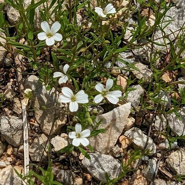 Mononeuria patula Květ